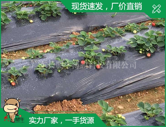 广州疏菜膜