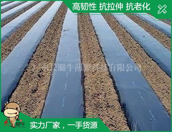 深圳黑地薄膜